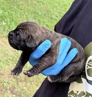 Zara, a female Cane Corso for sale in Anderson, IN – 6 of 7