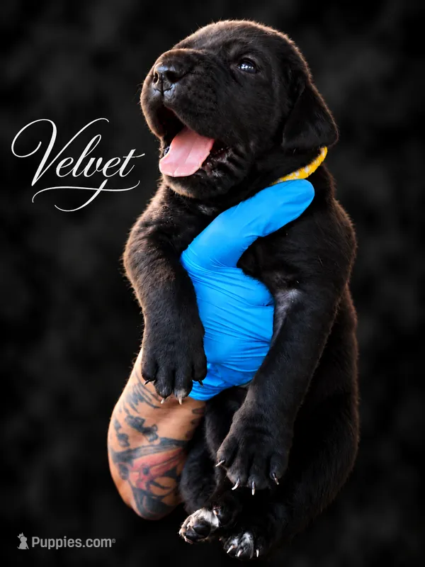 Velvet  – Cane Corso puppy for sale in Anderson, IN