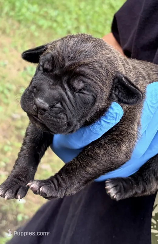 Zara – Cane Corso puppy for sale in Anderson, IN