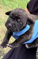 Zara, a female Cane Corso for sale in Anderson, IN – 1 of 7