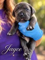 Jayce, a male Cane Corso for sale in Anderson, IN – 6 of 8