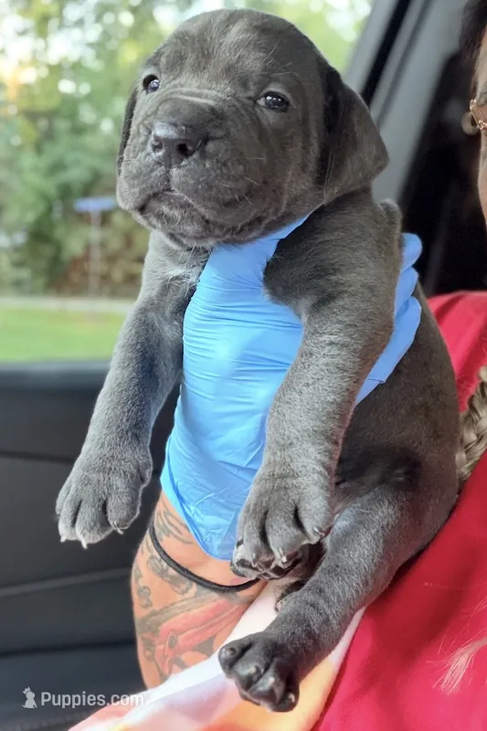 Jayce – Cane Corso puppy for sale in Anderson, IN