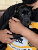 Lorenzo, a male Cane Corso for sale in Anderson, IN – 6 of 10