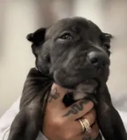 Lorenzo, a male Cane Corso for sale in Anderson, IN – Photo 6 of 7