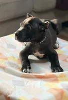 Luka, a male Cane Corso for sale in Anderson, IN – Photo 7 of 9