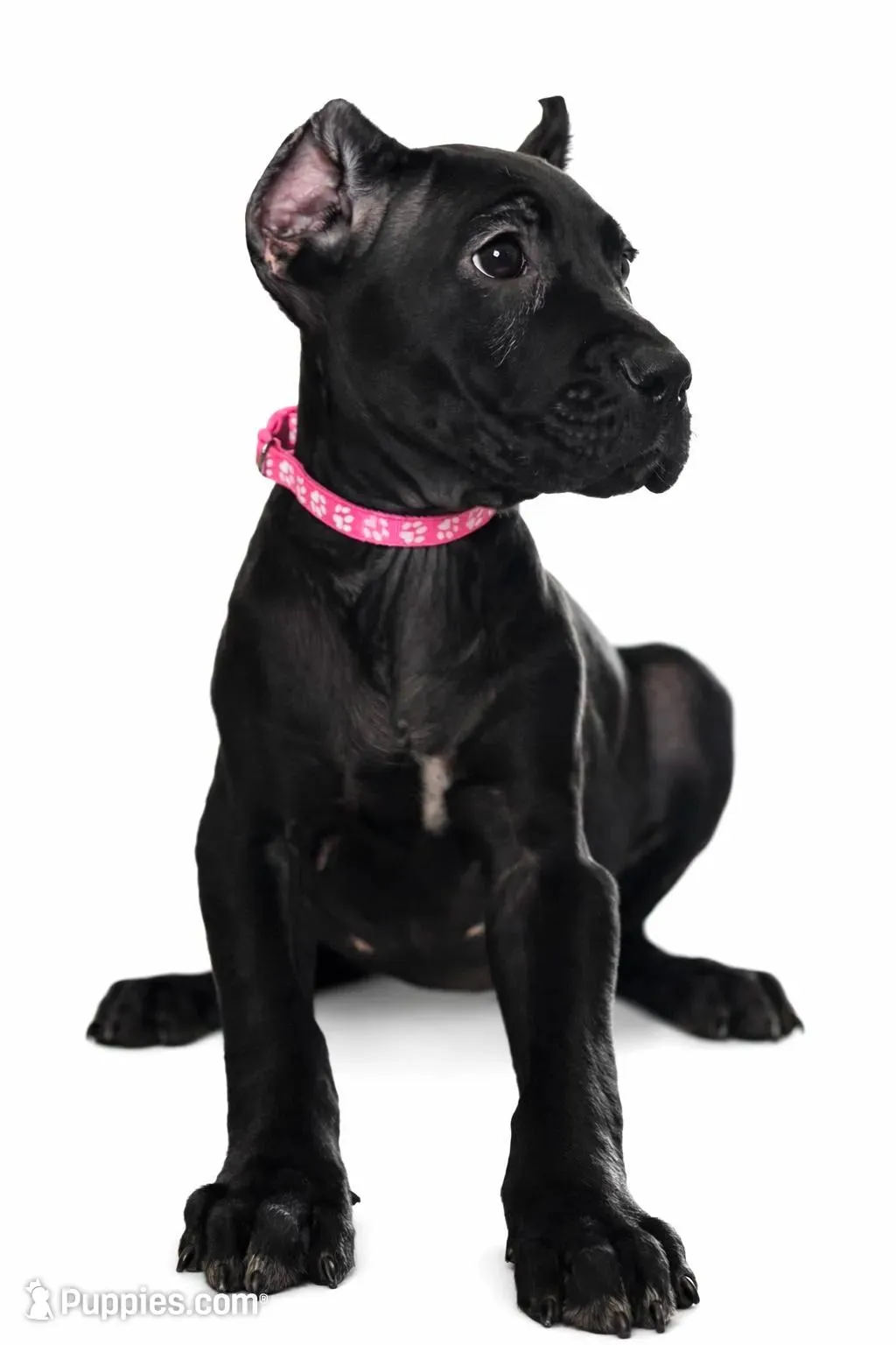 Evvie, a female Cane Corso for sale in Anderson, IN – Photo 7 of 9