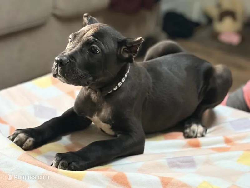 Luka – Cane Corso puppy for sale in Anderson, IN