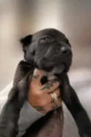 Lorenzo, a male Cane Corso for sale in Anderson, IN – Photo 5 of 7