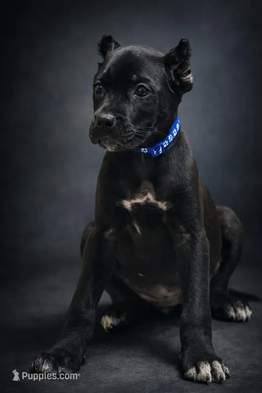 Lorenzo – Cane Corso puppy for sale in Anderson, IN