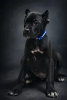 Lorenzo, a male Cane Corso for sale in Anderson, IN – Photo 1 of 6