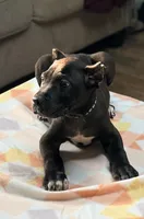 Luka, a male Cane Corso for sale in Anderson, IN – Photo 6 of 9