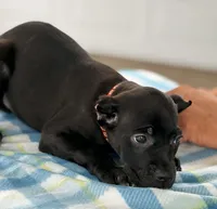 Sky, a female Cane Corso for sale in Anderson, IN – Photo 9 of 10