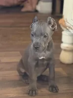 Mystic, a male Cane Corso for sale in Anderson, IN – Photo 8 of 10