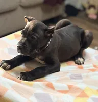 Luka, a male Cane Corso for sale in Anderson, IN – Photo 4 of 9