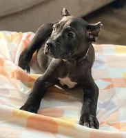 Luka, a male Cane Corso for sale in Anderson, IN – Photo 3 of 9