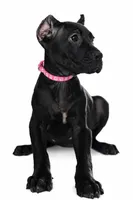 Evvie, a female Cane Corso for sale in Anderson, IN – Photo 6 of 9