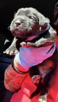 Velvet , a female Cane Corso for sale in Anderson, IN – 5 of 6