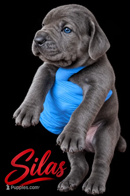 Silas – Cane Corso puppy for sale in Anderson, IN