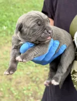 Milan, a male Cane Corso for sale in Anderson, IN – 3 of 7