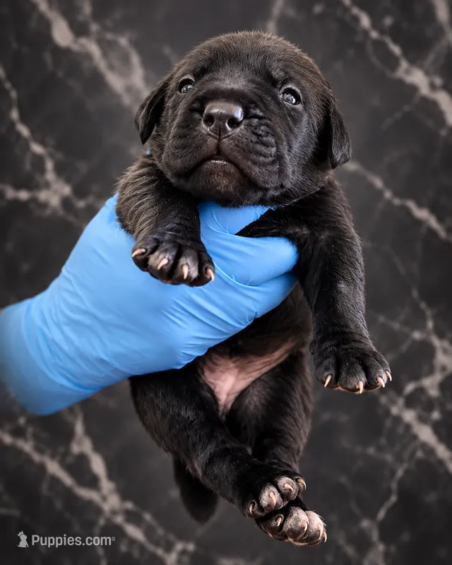 Velvet  – Cane Corso puppy for sale in Anderson, IN