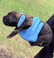 Zara, a female Cane Corso for sale in Anderson, IN – 5 of 7