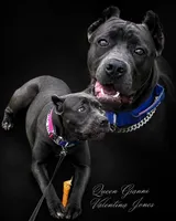 Gianni, a female Cane Corso for sale in Anderson, IN – 6 of 10