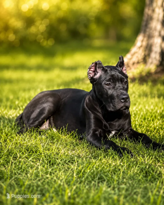 Evvie – Cane Corso puppy for sale in Anderson, IN