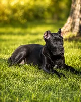 Evvie, a female Cane Corso for sale in Anderson, IN – 1 of 10