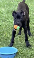 Evvie, a female Cane Corso for sale in Anderson, IN – 7 of 10