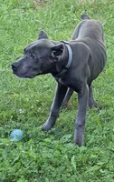 Mystic, a male Cane Corso for sale in Anderson, IN – 5 of 10