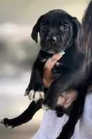 Lorenzo, a male Cane Corso for sale in Anderson, IN – Photo 1 of 7