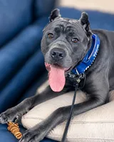 Gianni, a female Cane Corso for sale in Anderson, IN – 8 of 10