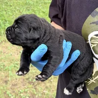 Whisper , a female Cane Corso for sale in Anderson, IN – 5 of 5
