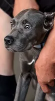 Mystic, a male Cane Corso for sale in Anderson, IN – 7 of 10