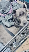 Gianni, a female Cane Corso for sale in Anderson, IN – 10 of 10