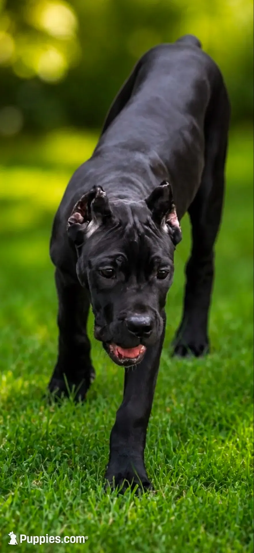Evvie, a female Cane Corso for sale in Anderson, IN – 3 of 10