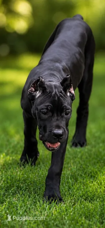 Evvie – Cane Corso puppy for sale in Anderson, IN