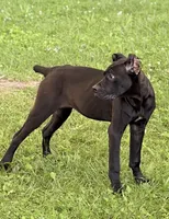 Sky, a female Cane Corso for sale in Anderson, IN – 7 of 10
