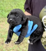 Whisper , a female Cane Corso for sale in Anderson, IN – 3 of 5