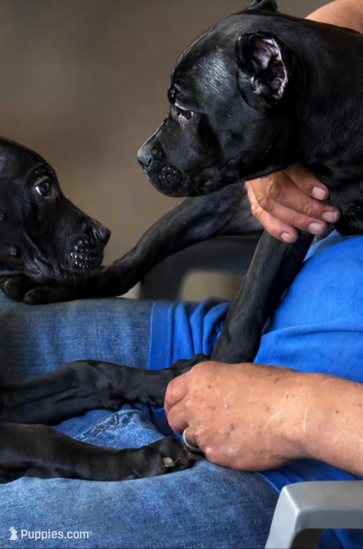 Wynter, a female Cane Corso for sale in Anderson, IN – 5 of 10