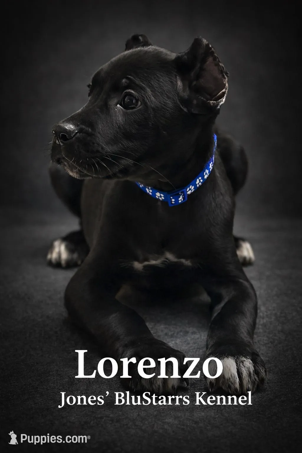 Lorenzo – Cane Corso puppy for sale in Anderson, IN