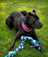 Gianni, a female Cane Corso for sale in Anderson, IN – 7 of 10
