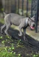 Mystic, a male Cane Corso for sale in Anderson, IN – 1 of 10