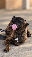 Braxton, a male Cane Corso for sale in Anderson, IN – 6 of 10
