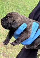 Zara, a female Cane Corso for sale in Anderson, IN – 7 of 7