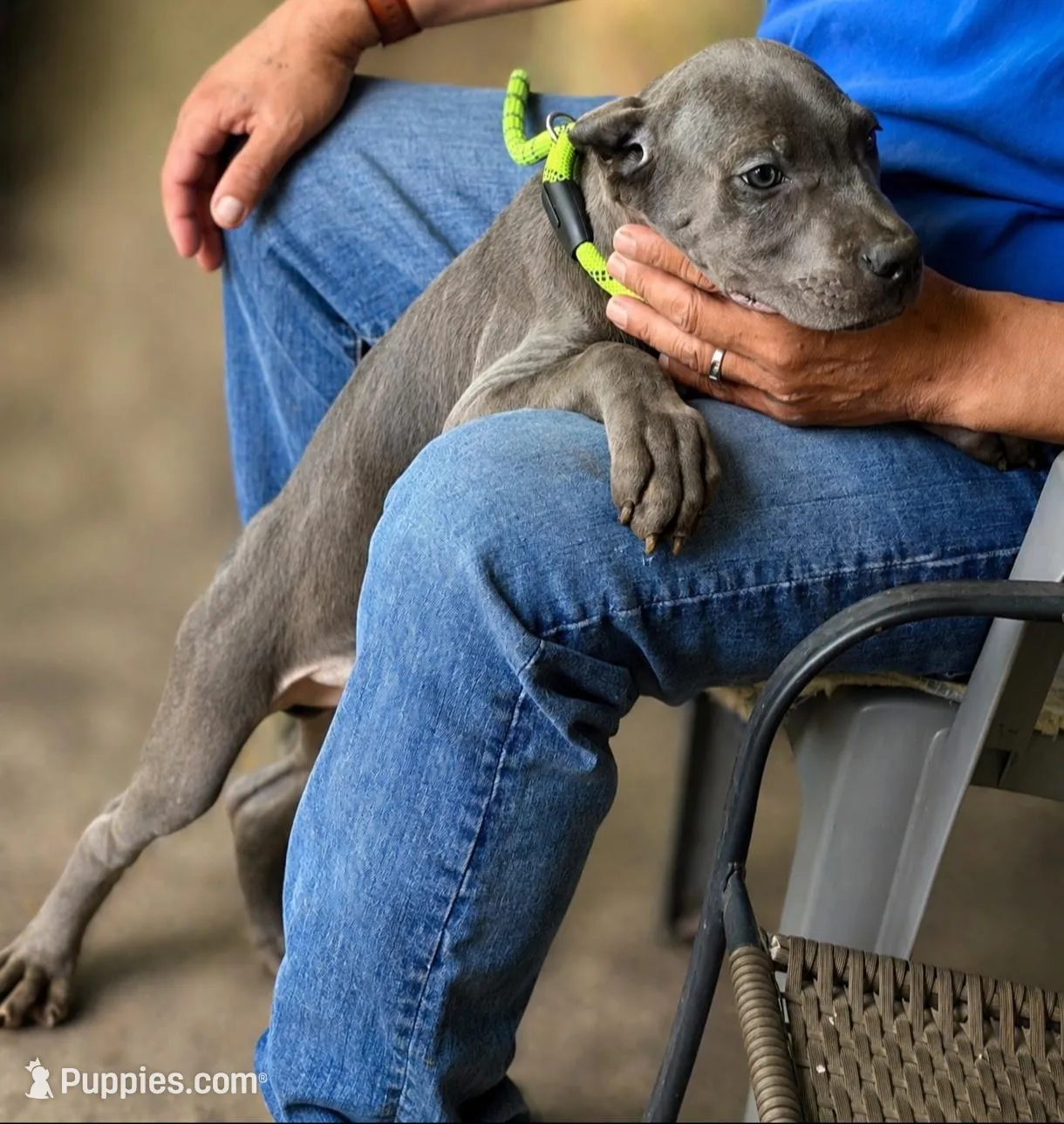Mystic, a male Cane Corso for sale in Anderson, IN – 6 of 10