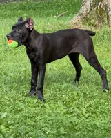 Evvie, a female Cane Corso for sale in Anderson, IN – 5 of 10