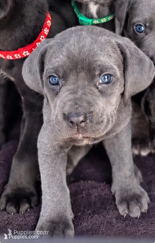 Jade  – Cane Corso puppy for sale in Anderson, IN