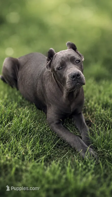 Gianni – Cane Corso puppy for sale in Anderson, IN