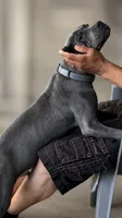 Mystic, a male Cane Corso for sale in Anderson, IN – 4 of 10
